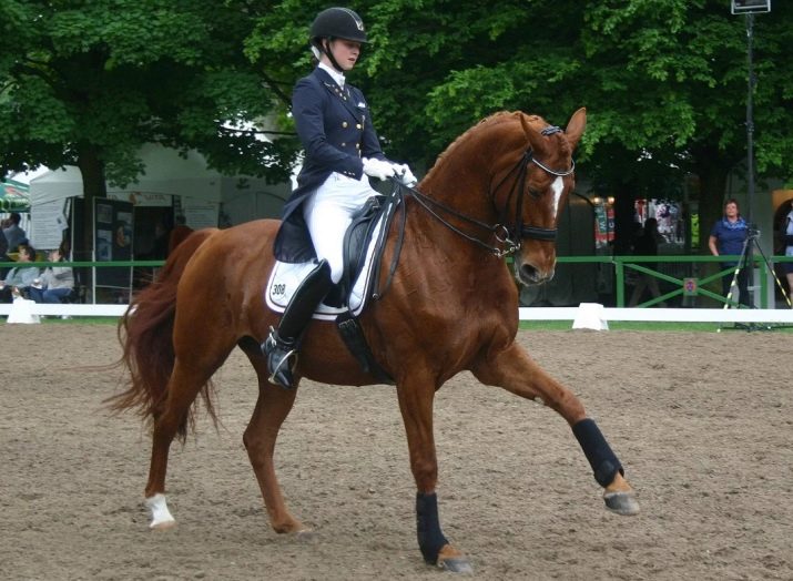 Галоп: як вчити кінь галопу? Як підняти її в галоп? Опис видів кінського галопу