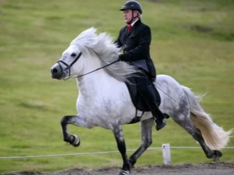 Галоп: як вчити кінь галопу? Як підняти її в галоп? Опис видів кінського галопу