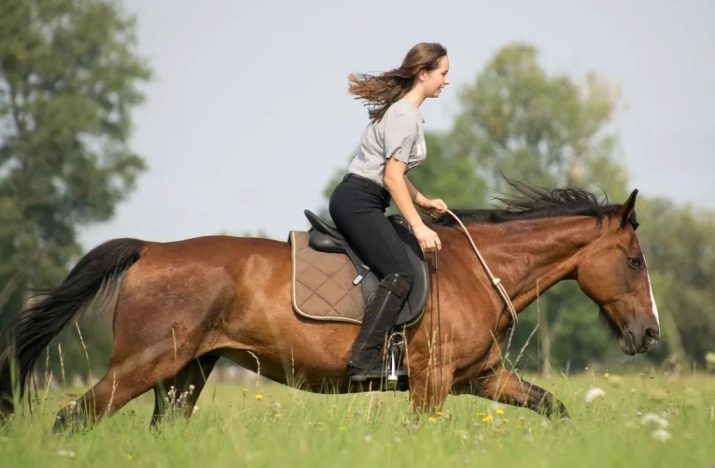Галоп: як вчити кінь галопу? Як підняти її в галоп? Опис видів кінського галопу