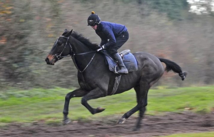 Галоп: як вчити кінь галопу? Як підняти її в галоп? Опис видів кінського галопу