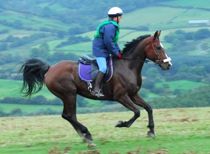 Галоп: як вчити кінь галопу? Як підняти її в галоп? Опис видів кінського галопу