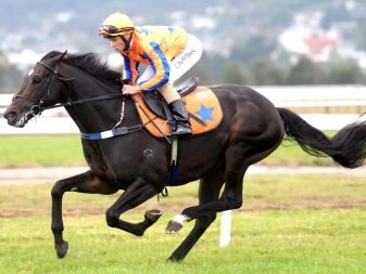 Галоп: як вчити кінь галопу? Як підняти її в галоп? Опис видів кінського галопу