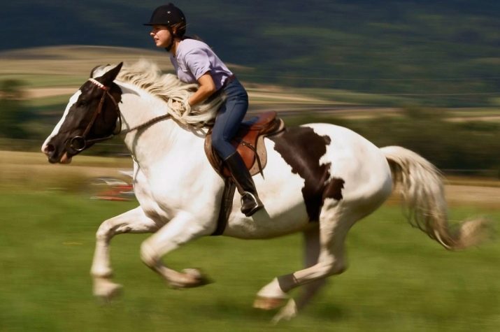 Галоп: як вчити кінь галопу? Як підняти її в галоп? Опис видів кінського галопу