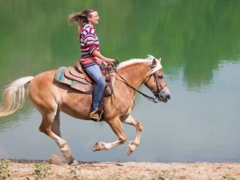 Галоп: як вчити кінь галопу? Як підняти її в галоп? Опис видів кінського галопу