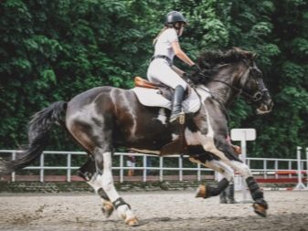 Галоп: як вчити кінь галопу? Як підняти її в галоп? Опис видів кінського галопу