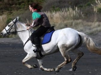 Галоп: як вчити кінь галопу? Як підняти її в галоп? Опис видів кінського галопу