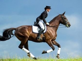 Галоп: як вчити кінь галопу? Як підняти її в галоп? Опис видів кінського галопу
