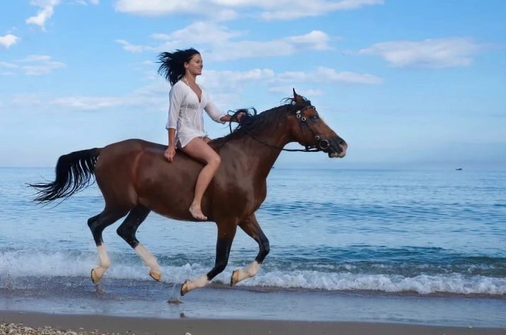 Галоп: як вчити кінь галопу? Як підняти її в галоп? Опис видів кінського галопу