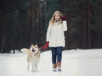 Хаскі в квартирі (26 фото): можна тримати собаку вдома? Догляд та утримання. Варто заводити хаскі і як її виховувати? Відгуки власників