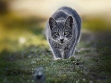 Хто розумніший: кішки або собаки? У якої тварини інтелект вище і чому? За якими ознаками це можна зрозуміти?