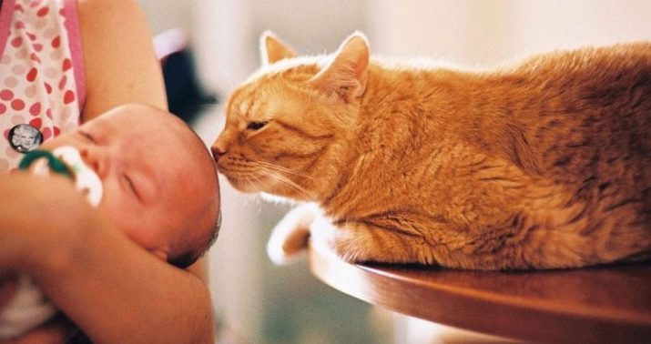 Кішка і новонароджена дитина: як кіт реагує на дитину в квартирі? Як він буде до нього ставитися?