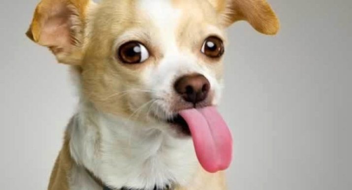 Клички для маленьких собак: прикольні і красиві імена, якими можна назвати цуценят дрібних порід