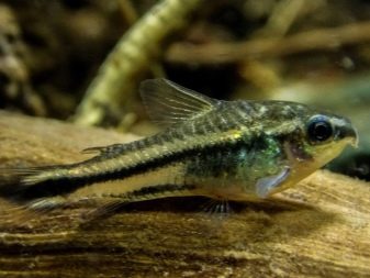 Коридорас пігмей (12 фото): опис, утримання, розведення та сумісність сомика