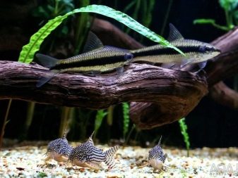 Коридорас пігмей (12 фото): опис, утримання, розведення та сумісність сомика