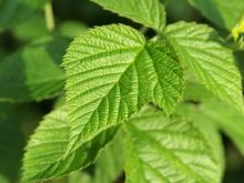 Корм для сфінкса: як вибрати корм для кошенят, собак та котів породи сфінкс?