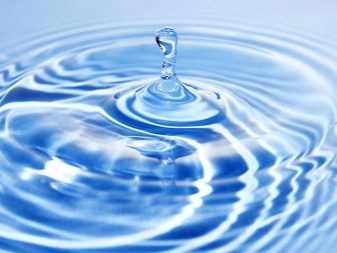 Корм для сфінкса: як вибрати корм для кошенят, собак та котів породи сфінкс?