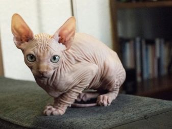 Корм для сфінкса: як вибрати корм для кошенят, собак та котів породи сфінкс?