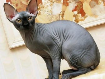 Корм для сфінкса: як вибрати корм для кошенят, собак та котів породи сфінкс?