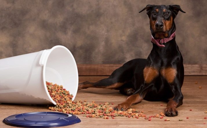 Корм для собак великих порід: як вибрати хороший корм для цуценяти великої породи? Корми преміум-класу та інші види
