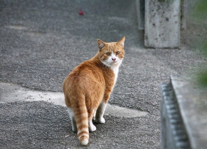 Корм для старих кішок: чим годувати кішку старше 12 років? Кращі корми для котів