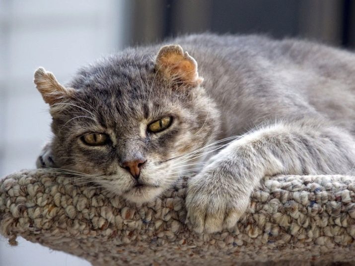 Корм для старих кішок: чим годувати кішку старше 12 років? Кращі корми для котів