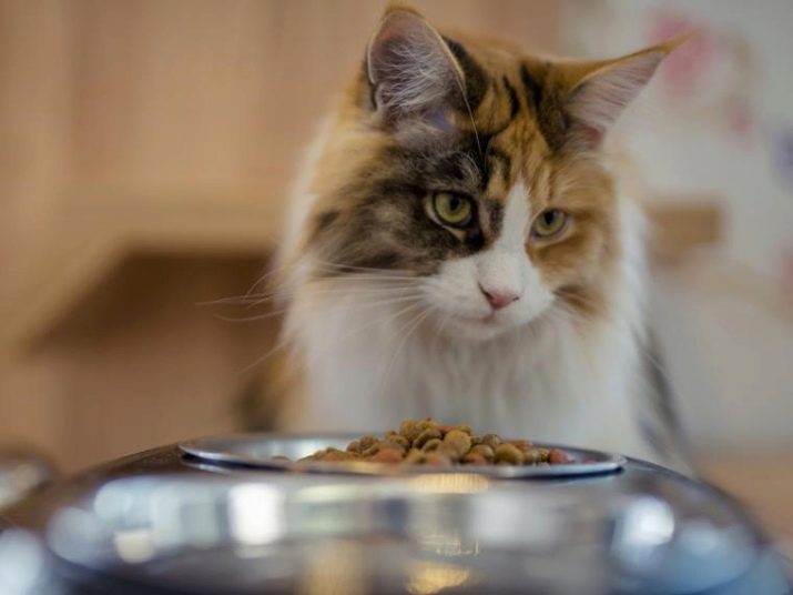 Корм для старих кішок: чим годувати кішку старше 12 років? Кращі корми для котів