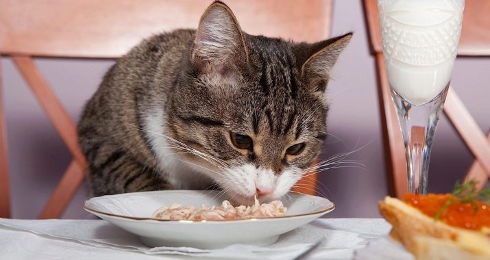 Корм в пакетиках для кішок: з чого роблять і скільки котячого корму давати коту в день? Як відучити кішок є рідкий корм?