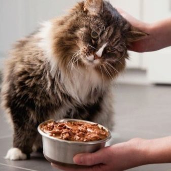 Корм в пакетиках для кішок: з чого роблять і скільки котячого корму давати коту в день? Як відучити кішок є рідкий корм?