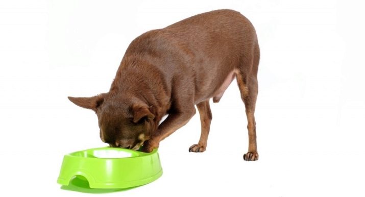 Корми для той-тер’єра: сухі корми преміум-класу та інші варіанти для цуценяти і дорослого собаки. Чим краще годувати?