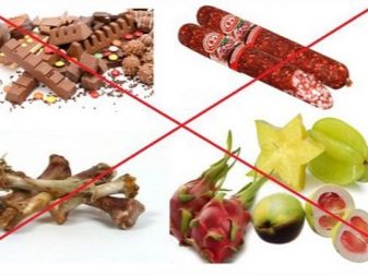 Корми для той-тер’єра: сухі корми преміум-класу та інші варіанти для цуценяти і дорослого собаки. Чим краще годувати?