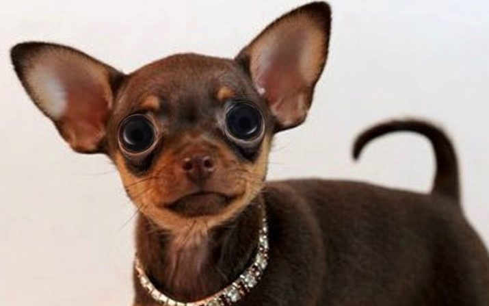 Корми для той-тер’єра: сухі корми преміум-класу та інші варіанти для цуценяти і дорослого собаки. Чим краще годувати?