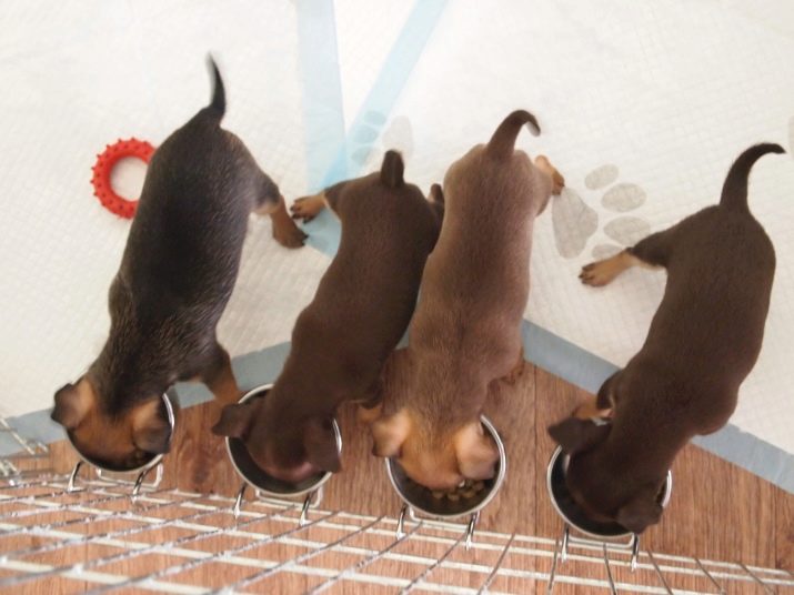 Корми для той-тер’єра: сухі корми преміум-класу та інші варіанти для цуценяти і дорослого собаки. Чим краще годувати?