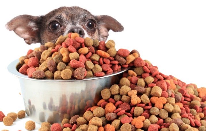Корми для той-тер’єра: сухі корми преміум-класу та інші варіанти для цуценяти і дорослого собаки. Чим краще годувати?