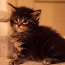 Кошеня мейн-куна (25 фото): до якого віку вони ростуть? Як виглядають кішки в 1 і 2, 3 і 4, 5 і 6 місяців?