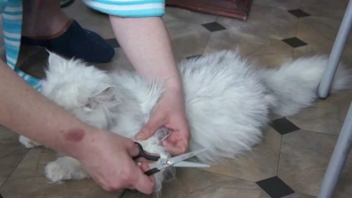 Ковтуни у кішок: причини появи. Що робити, якщо у кота звалюється шерсть? Вибір колтунореза. Як використовувати спрей та інші засоби?