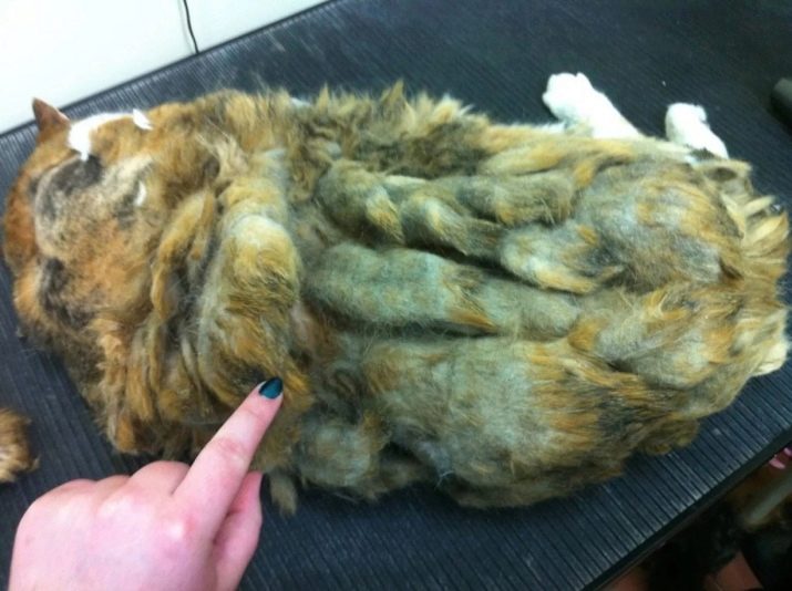 Ковтуни у кішок: причини появи. Що робити, якщо у кота звалюється шерсть? Вибір колтунореза. Як використовувати спрей та інші засоби?