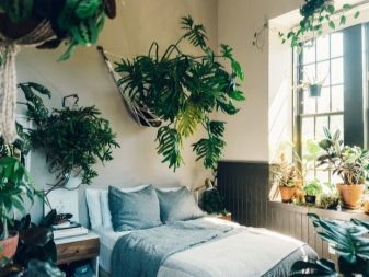 Квіти для спальні (29 фото): чи можна в спальні тримати орхідеї? Які кімнатні рослини не можна ставити в спальні? Огляд сприятливих сортів рослин