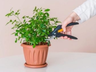 Квіти для спальні (29 фото): чи можна в спальні тримати орхідеї? Які кімнатні рослини не можна ставити в спальні? Огляд сприятливих сортів рослин