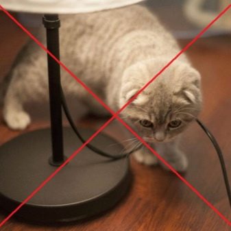 Лілова шотландська висловуха кішка (15 фото): особливості забарвлення, характеристика породи, зміст