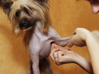 Лиса китайська чубата собака (21 фото): голі собаки плямистого, чорного і інших забарвлень. Чим їх годувати? Особливості породи