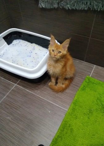 Лоток для мейн-куна: вибір великого туалету для кішок, розміри лотків. Як привчити до лотка кошеня?