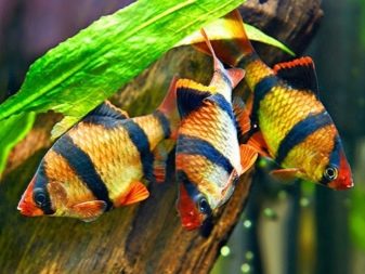Мінори (12 фото): опис акваріумної рибки, правил утримання і догляду за рибою, нюанси розведення, сумісність з іншими породами