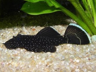 Мінори (12 фото): опис акваріумної рибки, правил утримання і догляду за рибою, нюанси розведення, сумісність з іншими породами