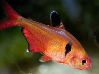 Мінори (12 фото): опис акваріумної рибки, правил утримання і догляду за рибою, нюанси розведення, сумісність з іншими породами