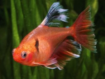 Мінори (12 фото): опис акваріумної рибки, правил утримання і догляду за рибою, нюанси розведення, сумісність з іншими породами