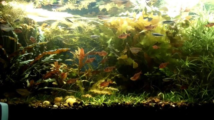 Мінори (12 фото): опис акваріумної рибки, правил утримання і догляду за рибою, нюанси розведення, сумісність з іншими породами