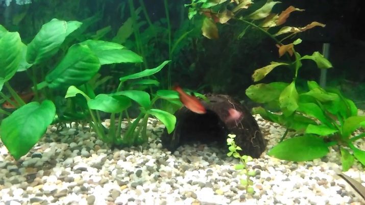 Мінори (12 фото): опис акваріумної рибки, правил утримання і догляду за рибою, нюанси розведення, сумісність з іншими породами