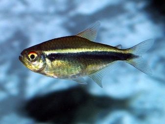 Мінори (12 фото): опис акваріумної рибки, правил утримання і догляду за рибою, нюанси розведення, сумісність з іншими породами