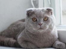 Ім’я для шотландської кішки: красиві, модні і незвичайні жіночі клички для кошенят-дівчаток шотландської породи