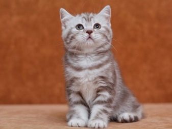 Ім’я для шотландської кішки: красиві, модні і незвичайні жіночі клички для кошенят-дівчаток шотландської породи